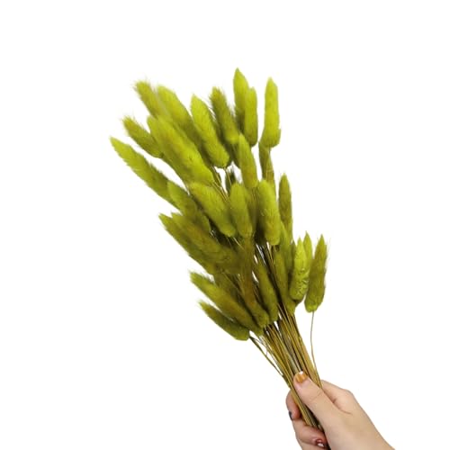 60 piezas flores secas naturales hare tails miniatura 1