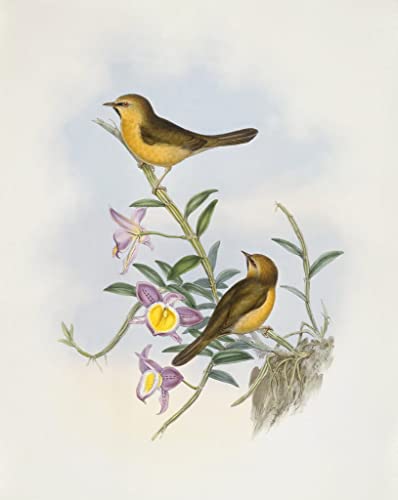 Tableau Toile Oiseau Babbler John Gould 60x90cm pour décoration salon