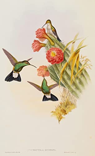 Peinture sur toile motif animal oiseau plumeleteer décoration murale salon et bureau 60x90cm