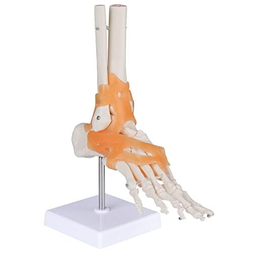 Image of Anatomical Foot Model with Ligaments - Life Size Ankle Joint Model Foot Model with Ligaments for Medical Teaching