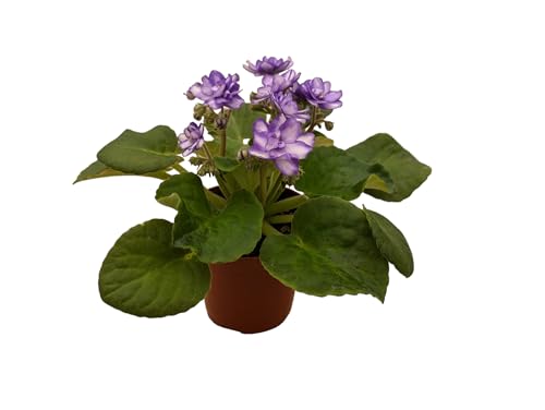Generic African Violets, 3 Pack, 4-Inch Pots, Assorted Colors, Home/Office Decor