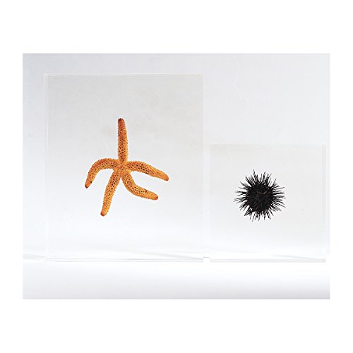 Image of 3B Scientific T40030 Starfish (Asterias Rubens),Grade: 1 to 12, 1 inch Height, 3.5 inch Wide, 3 inch Length