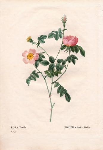 Art Mural Fétide Fruit Rose Redouté pour Décoration Chambre Élégante et Zen