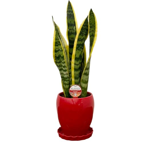 _ ϗtA TXxA TZxA { 5 ۓ픫  Y_ t CeA A JXj zj Mtg ̓ ̓ hV̓ v[g 蕨  Ε  Əj w wj ItBX