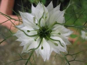 500 WHITE LOVE IN A MIST (Fennel Flower) Nigella Damascena Flower Seeds 500 WHITE LOVE IN A MIST (Fennel Flower) Nigella Damascena Flower Seeds
