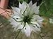 500 WHITE LOVE IN A MIST (Fennel Flower) Nigella Damascena Flower Seeds