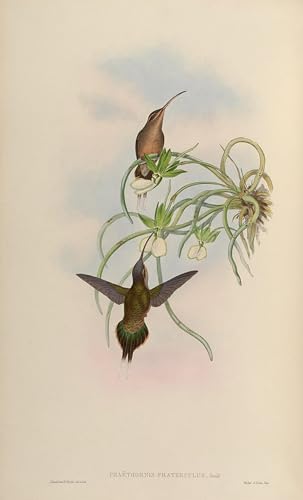Impression d'affiches oiseau Phaethornis John Gould pour décoration salon et bureau