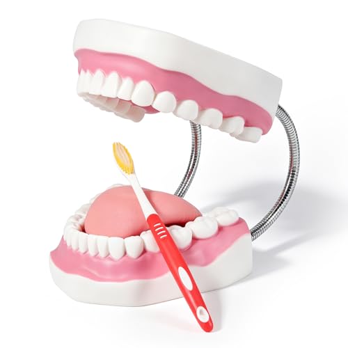 Annhua Large Dental Teeth Model 6 Times 32 Typodont Teeth Model with Detachable Tongue and Hinge, Teaching Dental Models for Demonstration, Speech Therapy (Includes Toothbrush, Not for Flossing)