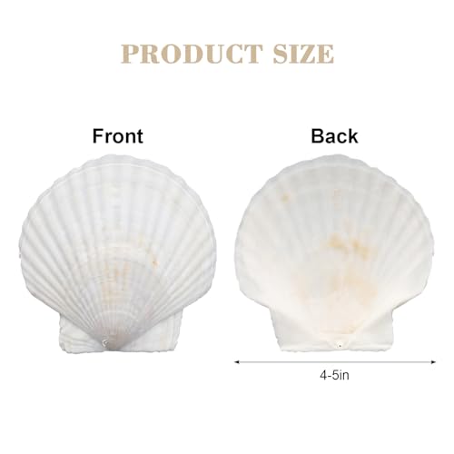 Large Scallop Shells 4''-5'' White 10Pcs