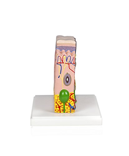Image of Parco Scientific PB00139 Human Skin Model from Scalp Section