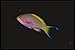 Produktbild 634037 The Deep Water Anthias Basslet Is From New Guinea A4 Photo Poster Print 10x8