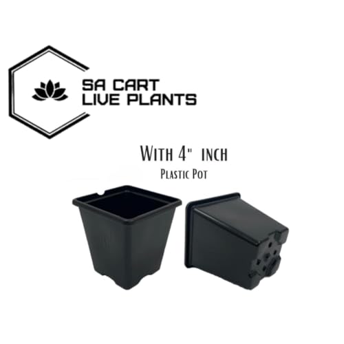 Image of Live Plant (Red Rose Plant in Black Pot)