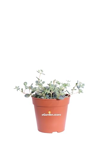 Pianta di Sedum Sieboldii Mediovariegatum pianta di Erba Teresina pianta da esterno pianta di Sedum Siboldii variegato ornamentale pianta ricadente pianta vera venduta da eGarden.store