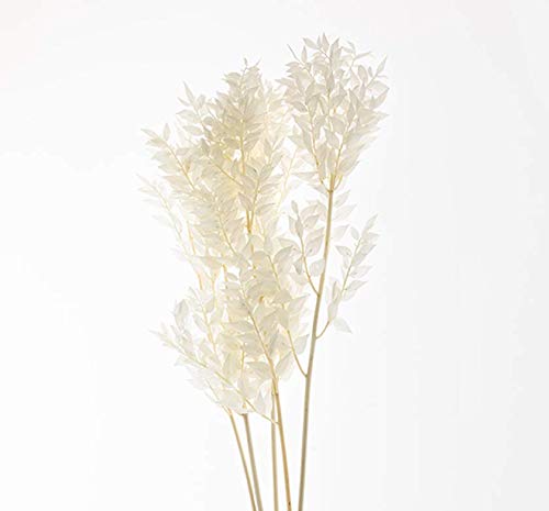 Dried Italian Ruscus l White Bleached Italian Ruscus l Preserved Italian Ruscus for Any Event's Decoration (White, 28-32inch Tall)