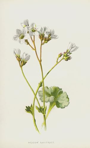 Póster de Lienzo Sassifraga dei prati de F. E. Hulme Cuadro Impreso de 60x90cm para Dormitorio