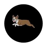 Zoom IMG-2 boston terrier cani fawn in