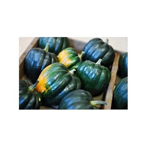 Petsdelite ® 25 Seeds Table King Squash Seed, Acorn Squash (Cucurbita Pepo) Garden Vegetable Cover