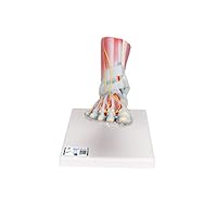3B Scientific M34/1 Foot Skeleton Model with Ligaments and Muscles + free anatomy software - 3B Smart Anatomy