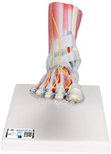 3B Scientific® Modelo de Esqueleto Humano del Pie – Tamaño Real con Ligamentos, Músculos, Tendones y Montaje Flexible para Estudio de Anatomía + Smart Anatomy App (Garantía de 5 Años)