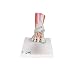 3B Scientific M34/1 Foot Skeleton Model with Ligaments and Muscles, 9.1" x 10.2" x 7.5"