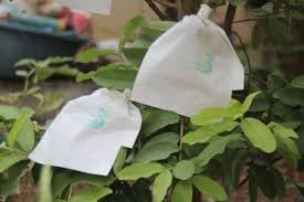 White Paper Fruit Protection Bag,Fruit Cover, Fruit Growth Bag (Pack of 10)-image-44