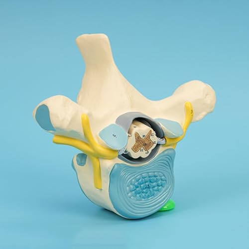Modèle Thoracic Spine & Cord interactif pour dynamiser vos cours d'anatomie et présentations - 7