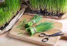 Wheatgrass Seeds | Non GMO | Grown in USA Wheat Grass Seeds | from Our Farm to Your Table (5 Pound) - Thumbnail 6