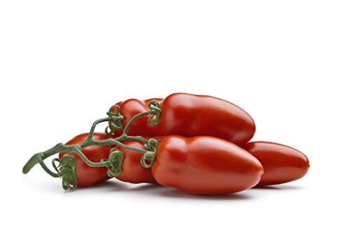 PLAT FIRM Germinazione dei semi: Pomodoro des