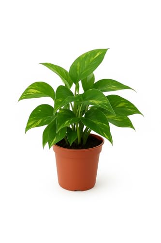 Live Indoor Money Plant (Golden Pothos) in Pot Air Purifying Green Plant for Home & Office Décor |Easy Care Indoor Houseplant Fresh Live Plant