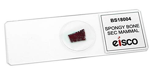 Image of EISCO Spongy Bone Section (Mammal), Prepared Microscope Slide - 75 x 25mm Anatomy, Biology & Microscopy- Eisco Labs