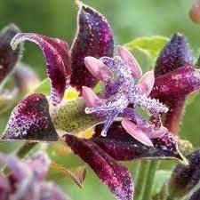 Raspberry Mousse Tricyrtis Toad Lily Root