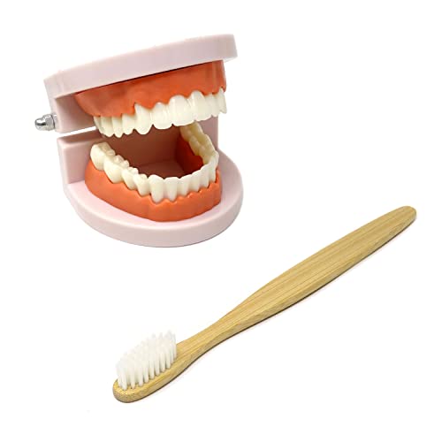 Image of Honbay 1PCS Plastic Standard Teeth Model Adult Mouth Dental Demonstration Model with Toothbrush for Teaching Supplies and Clean Display