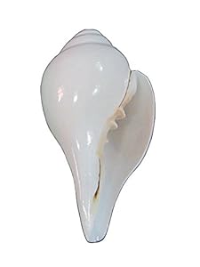 Indisches Muschelhorn 15,2 cm