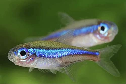 TORIMATE(トーリーメイト) グリーンネオンテトラSM ワイルド 10匹+着死保証1匹(計11匹)