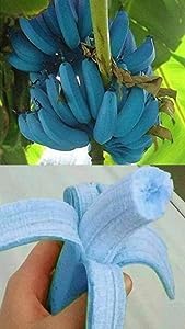 Blue java banana plant 23