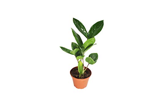 ZZ Plant - 2 from California Tropicals