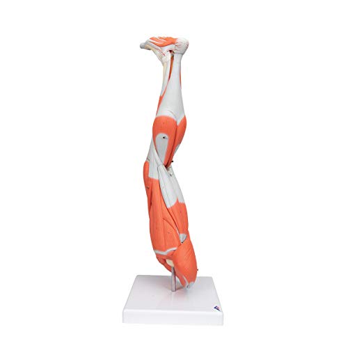 Image of Muscular Leg 9-Part - 3B Smart Anatomy