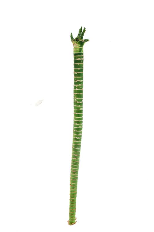 Spring Rose SouqFresh Live Plants Luckly Bamboo,Real Plants For Indoor Home Plants Bamboo Stick 40X3X3 Cm
