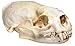 Real Bone North American River Otter Skull