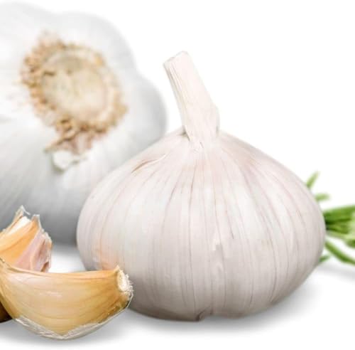 Elephant Garlic 2 Huge Bulbs! Great for Planting Eating or Cooking! Non GMO Organic. Milder Tasting Garlic