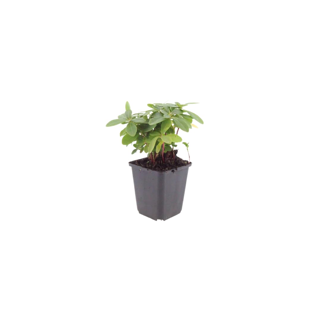Euphorbia amygdaloides Robbiae – 24 rośliny Ø 9 cm – wysokość 10-25 cm – wiecznie zielona roślina okrywowa do cienia i półcienia – żółto-zielone kwiaty wiosenne – mrozoodporna w pielęgnacji