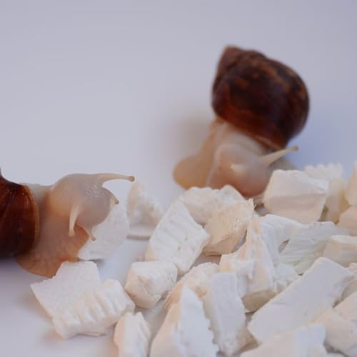 Begeterday Cuttlebone for Snails Snail Terrarium Supplies