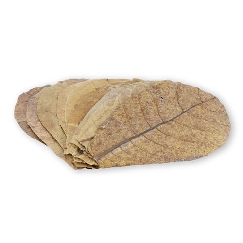 ProFlora Seemandelbaumblätter Aquarium - Organische Catappa-Leaves als natürliche Wasseraufbereiter und wertvolle Nahrungsergänzung (XS 12 Stück)