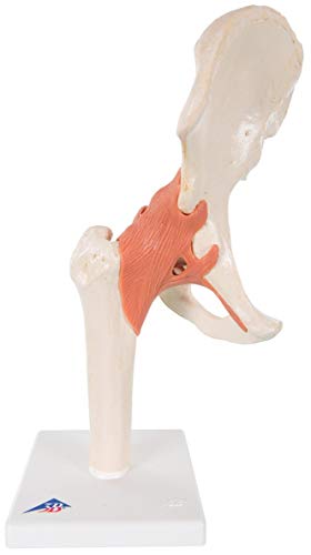 Image of Anatomical Chart Co Functional Hip Joint Model, Right