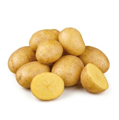 Yukon Gold Seed Potatoes 2 Lbs Non GMO Easy To Grow Heirloom Potato Seeds for Planting Outdoors