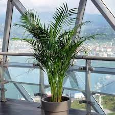 Air purifying plants indoor Natural Live A Big Size "Areca Palm" Tree (Pack of 1 With pot) || For Home Garden Tree Outdoor indoor plant - Image 3 thumbnail