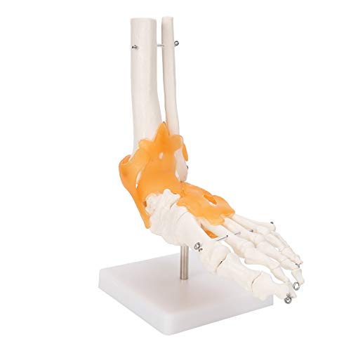 Modèle d'articulation du pied humain 1:1 en PVC avec ligaments