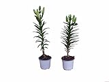 Lilium - Pack 2 Flores - Plantas Vivas - Azucenas o Lirios Plantas Naturales