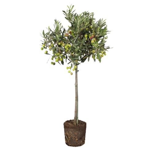 Árbol de Olivo Natural Olea europaea Espíritu Mediterráneo en tu Hogar