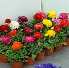 Ranunculus Bulbs Mix Colour For ALL Season Gardening pack of 8 (B0BSR96H58) Amazon Price History, Amazon Price Tracker